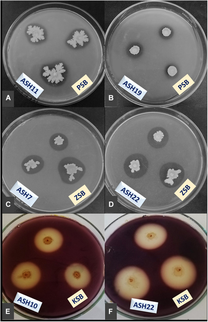 FIGURE 2