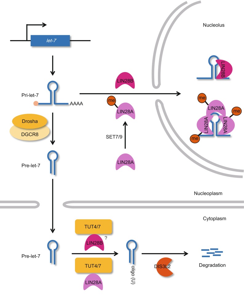 Figure 4