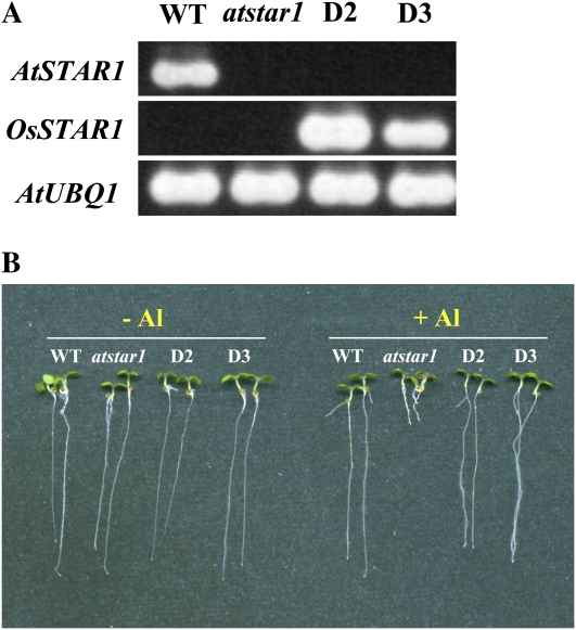 Figure 6.