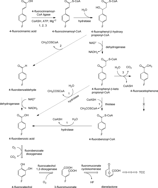 FIG. 5.