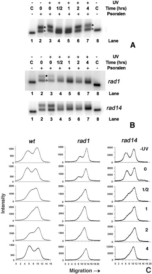 FIG. 4.