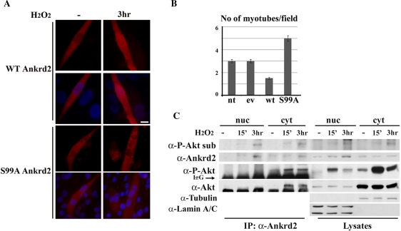 FIGURE 5: