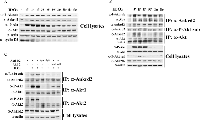 FIGURE 4: