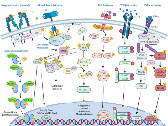 graphic file with name nihms-1742905-f0001.jpg