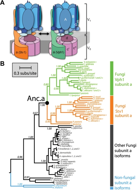 FIGURE 1: