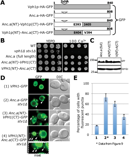 FIGURE 10: