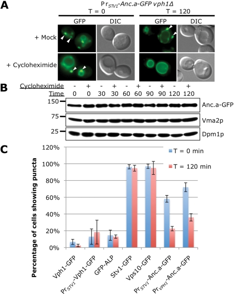 FIGURE 7: