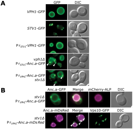 FIGURE 6: