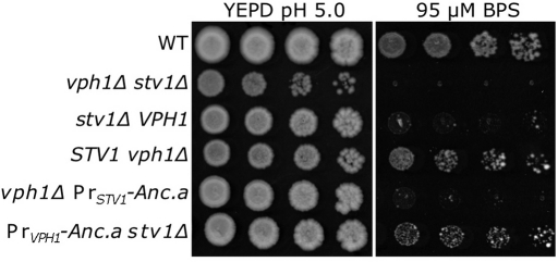 FIGURE 5: