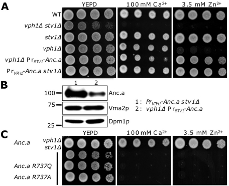 FIGURE 3: