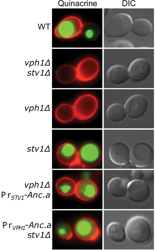 FIGURE 4: