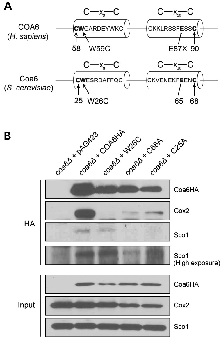 Figure 7.