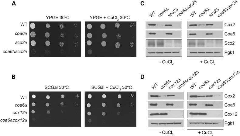 Figure 4.