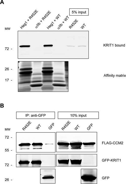 FIGURE 7: