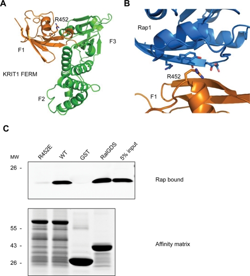 FIGURE 2: