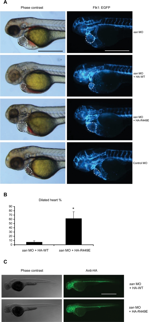 FIGURE 5: