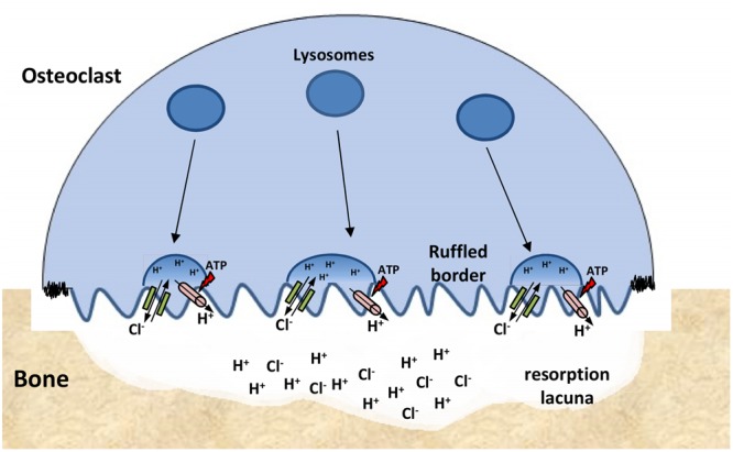 FIGURE 7