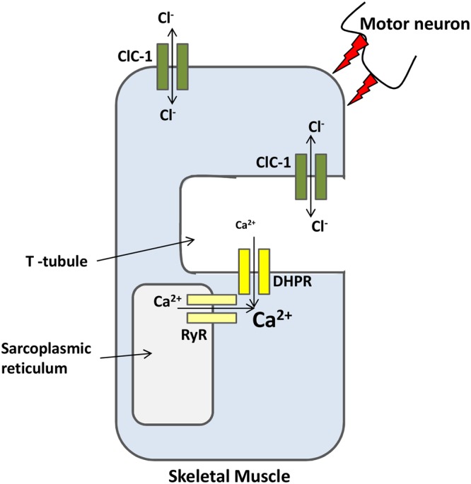 FIGURE 2