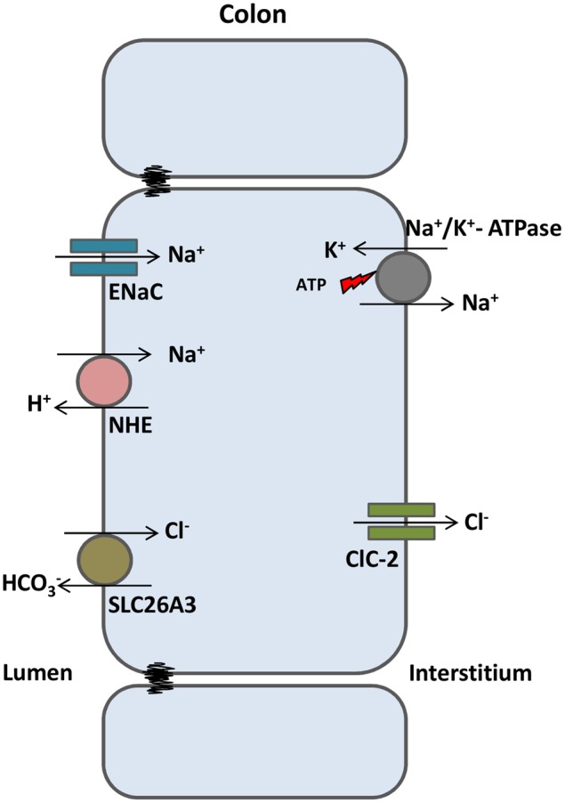 FIGURE 3