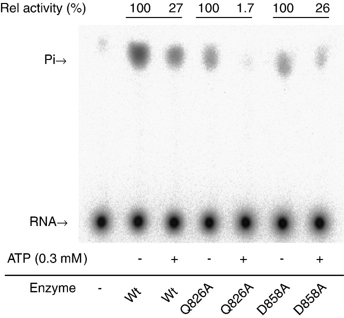 Fig. 10