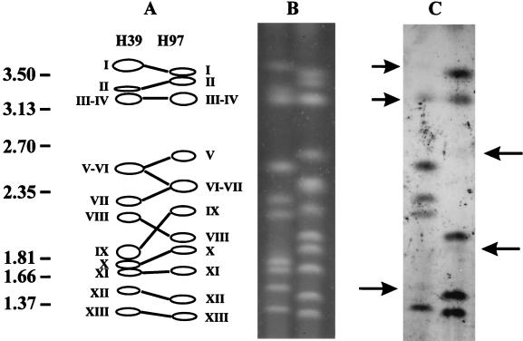 FIG. 3