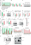 Figure 7. Metabolomics analysis of ECDTg tumor cells. A, Organoids from ECDTg T1, with or without doxycycline for 4 days, followed by analysis of glycolytic metabolites. Bar diagram shows the fold decrease in the levels of glycolytic metabolites. *, P < 0.05; **, P < 0.01; ***, P < 0.001. B, Glucose uptake in three ECDTg tumor organoids (in triplicates). The values were normalized with respective to cell counts and depicted as compared with doxycycline-untreated organoids. Quantification of results from four replicates is shown as a bar graph. *, P < 0.05; **, P < 0.02; ***, P < 0.002. Data represents as mean ± SD and two-tailed unpaired test with Welch correction. C, Western blot of lysates from organoids used for experiments in (A) and (B). D, Glucose uptake in control and ECD siRNA-treated cells. E,. Western blot of ECD protein, β-actin used as a loading control. F and G, Glycolytic metabolites in hMECs upon doxycycline-inducible ECD upregulation. Bar diagram shows the fold increase in the levels of glucose and lactate in ECD-overexpressing cells compared with control cells. H and I, Glucose uptake in ECD-overexpressing cells, normalized with respect to cell counts and depicted in comparison with control cells. J and K, Western blot shows the levels of ECD level in cells used for experiments in (H) and (I). L, Schematic depicts the intermediate products and enzymes of glycolysis. Red-marked are c-MYC–regulated glycolytic enzymes. PM, plasma membrane. mRNA levels of indicated genes in cells upon ECDKD (M) or ECD overexpression (N and O). P, Glucose uptake rescue in SUM-159 cells by overexpression of HA-c-MYC or mECD-GFP in ECD KD cells. In each case *, P < 0.05; **, P < 0.01; ***, P < 0.001. Data represents as mean ± SD of four replicates and two-tailed unpaired tests with Welch correction. Q, Western blot shows expression of indicated proteins. β-actin used as a loading control. DOX, doxycycline; ctrl, control.