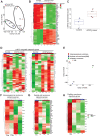 Figure 4. RNA-seq analyses comparison of ECDTg tumors and control mammary glands. A, PCA analysis of RNA-seq data shows clustering of control mammary glands and ECDTg tumor datasets. PC1, 51.2% viability; and PC2, 16.9% viability. B, Heatmap of the top 50 differentially expressed genes among different biologic replicates of control MGs and tumors. Upregulated genes in red, downregulated genes in green. C, Box plot shows the enrichment scores obtained using ssGSEA of the c-MYC signature genes. D, MYC-regulated metabolic genes in ECDTg tumors. RNA-seq followed by cluster comparison analyses of 4 tumors. 82 up- and downregulated genes are shown. Red (upregulated) green (downregulated). E, PCA shows clustering of ECDTg tumors (n = 4) based on tumor type. PC1 represent 45.5% viability and PC2 represent 34.2% viability. F, Heatmap shows heterogeneity among the tumors. G, Heatmap depicting EMT signature upregulated in spindle cell carcinoma (Tumor#T3). H, Heatmap displaying papillary carcinoma signature genes upregulation in papillary carcinoma (T4).