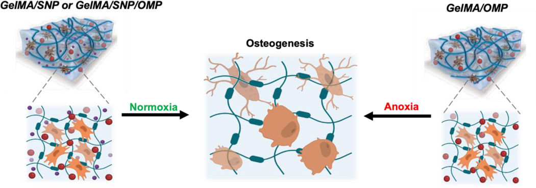 Schematic 1: Depiction of the effect of OMP, SNP, and SNP/OMP on the differentiation fate of hMSCs toward osteogenesis under normoxia and anoxia, respectively.