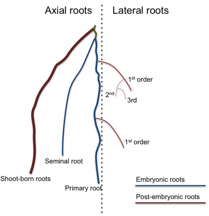 FIGURE 1