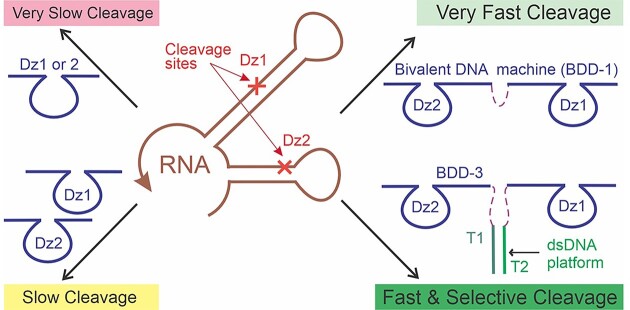 Graphical Abstract