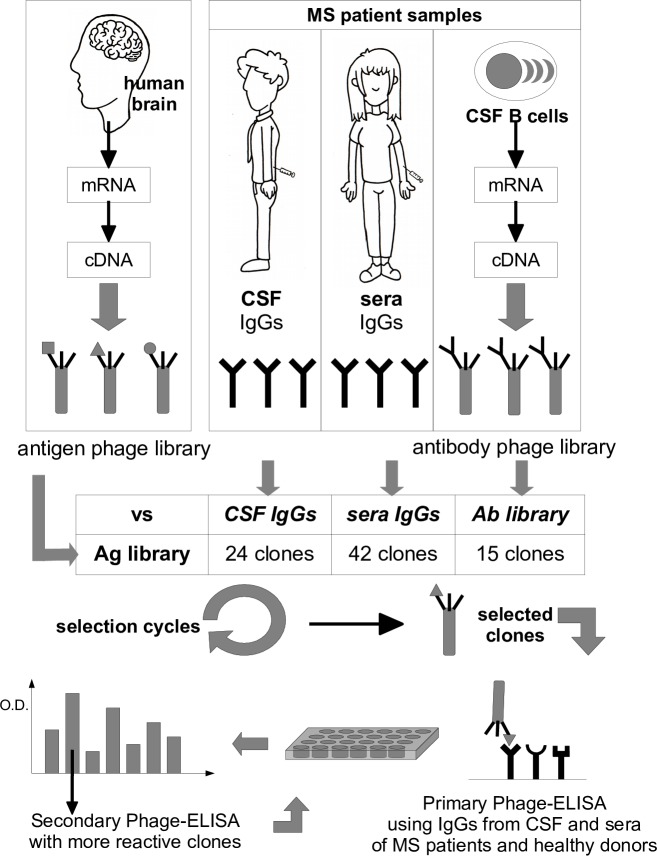 Fig 1