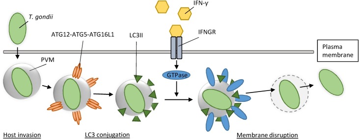 Fig. 2