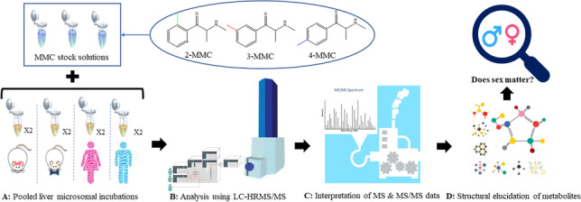 graphic file with name 216_2023_4815_Figa_HTML.jpg