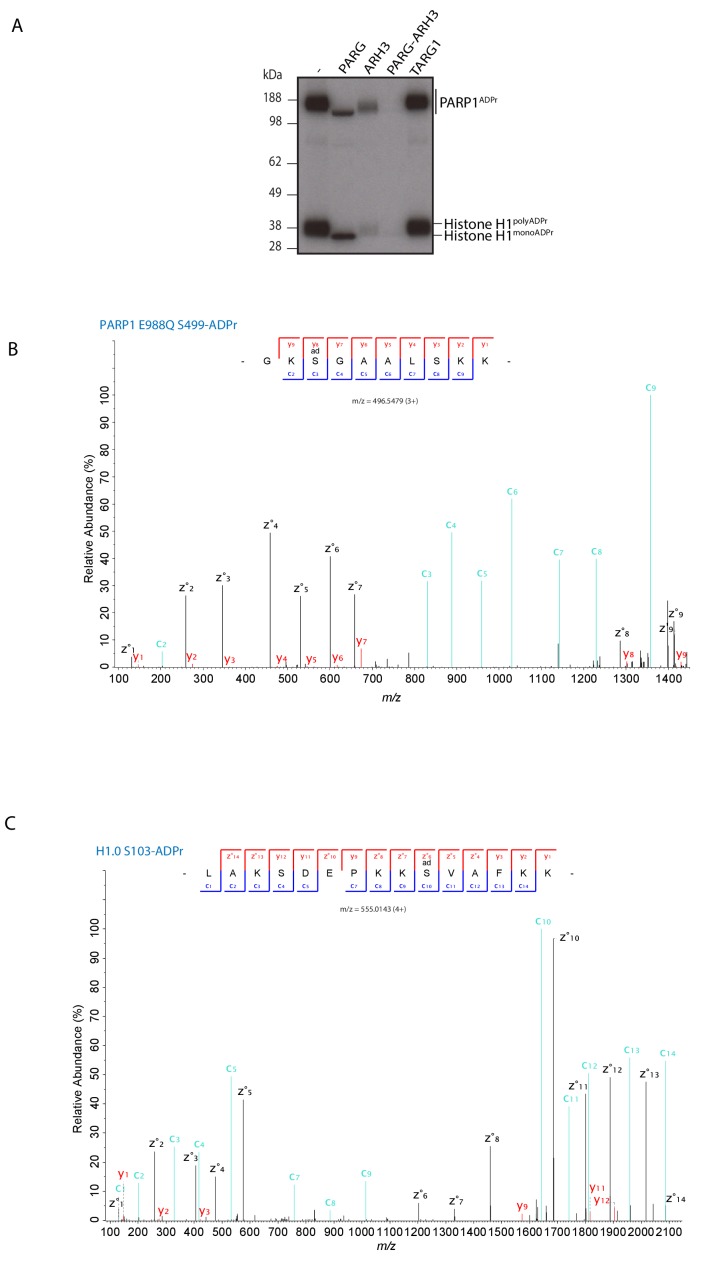 Figure 2—figure supplement 1.