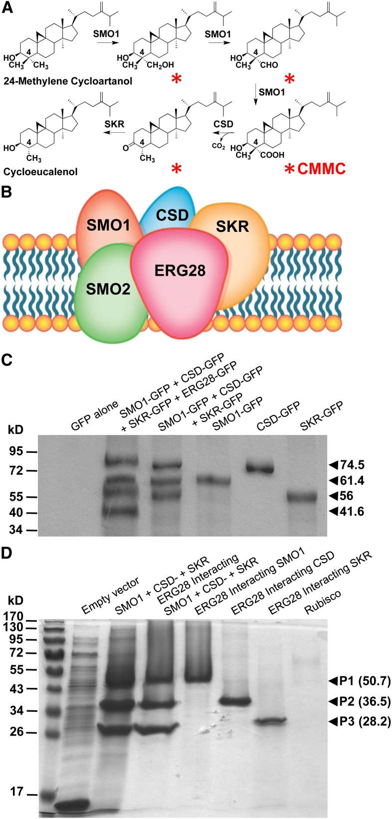 Figure 1.