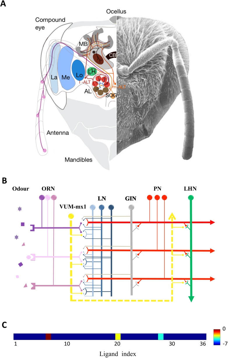 Fig 1