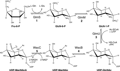 FIG. 2.