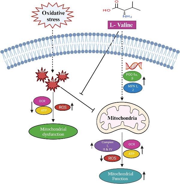 Graphical Abstract