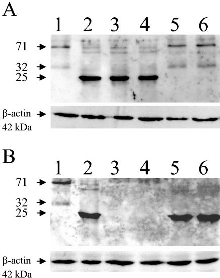 FIG. 6.