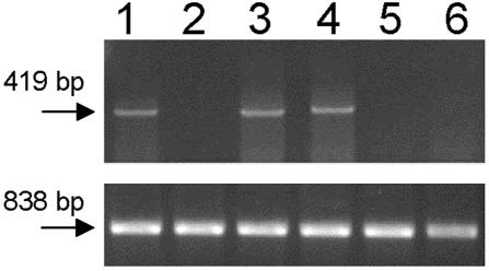 FIG. 5.