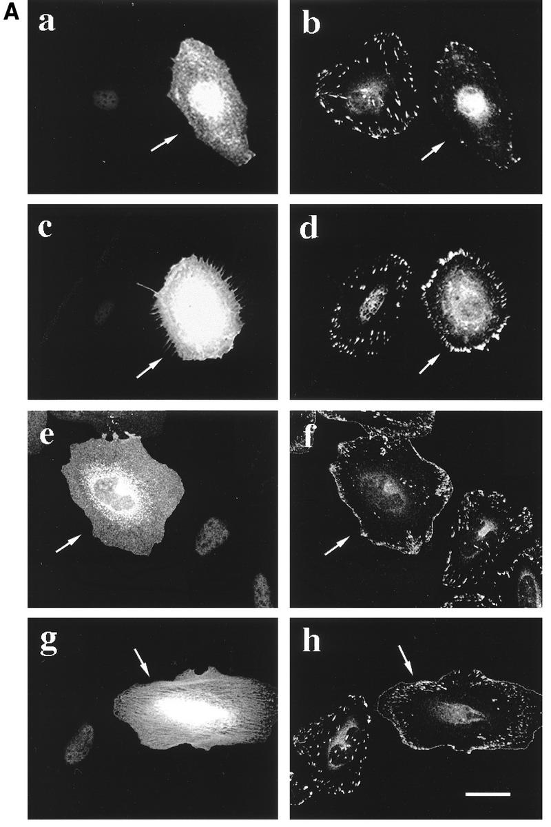 FIG. 6