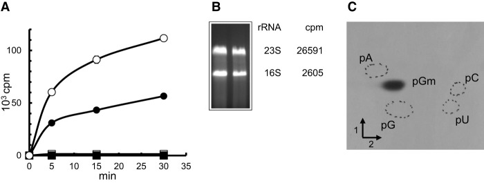 FIGURE 1.