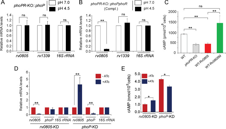 graphic file with name elife-105750-fig6.jpg