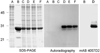 Fig 7.