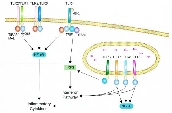 FIG. 1.