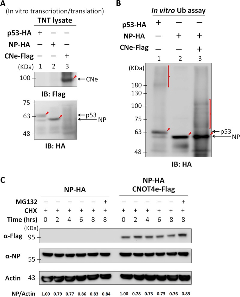 FIG 4 