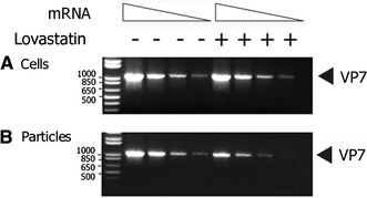 graphic file with name 705_2008_261_Fig3_HTML.jpg