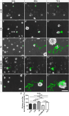 FIGURE 11