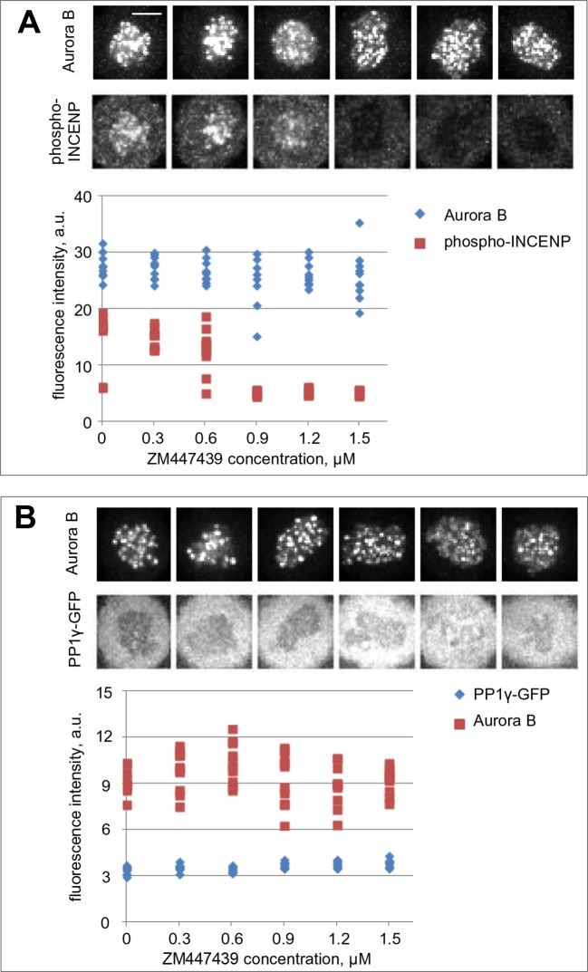 Figure 5—figure supplement 1.