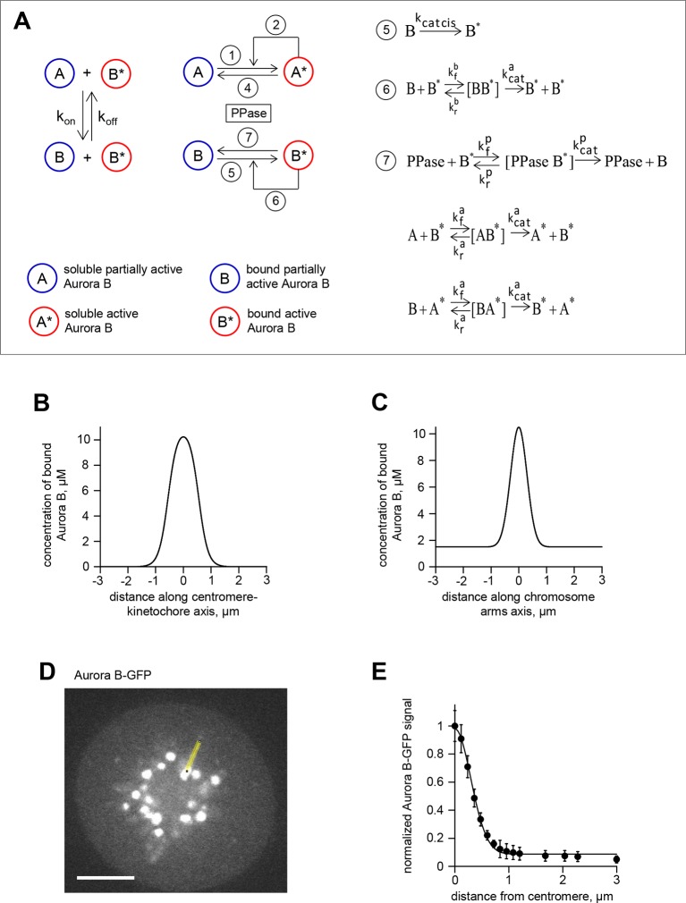 Figure 6—figure supplement 1.